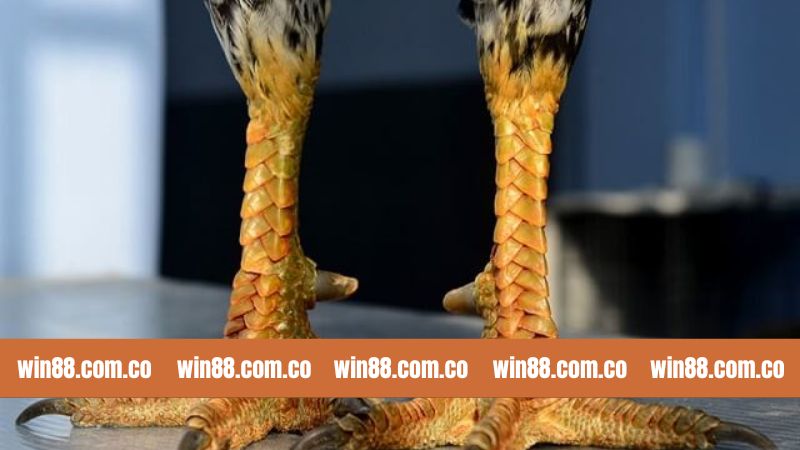 Win88 Bật Mí Top Các Loại Vảy Đá Gà Quý Nổi Tiếng 2 Đôi nét về bộ phận đặc biệt trong chiến kê