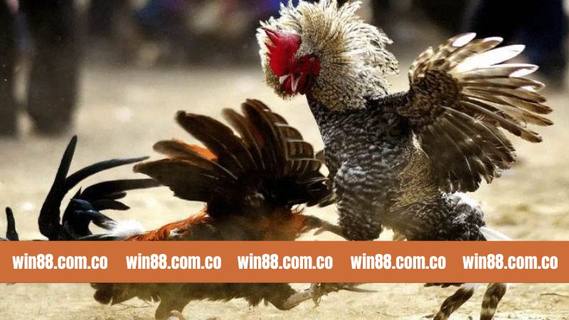 Đá Gà Thomo - Chiến Đấu Tranh Tài Kịch Tính Tại Win88 4 Tham gia đặt cược đá gà Thomo tại Win88 đơn giản
