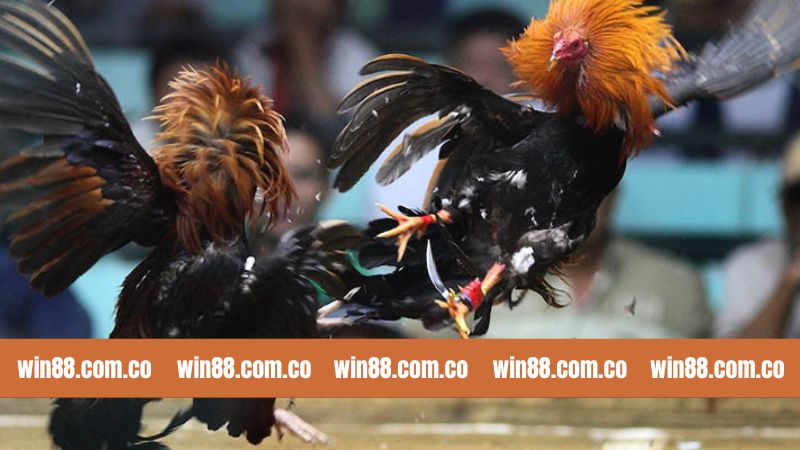 Đá Gà Thomo - Chiến Đấu Tranh Tài Kịch Tính Tại Win88 3 Luật chơi cơ bản của đá gà Thomo tại Win88