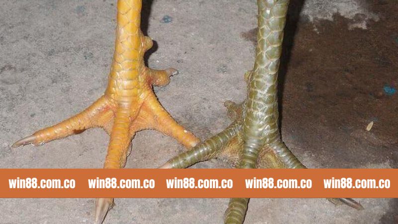 Win88 Bật Mí Top Các Loại Vảy Đá Gà Quý Nổi Tiếng 4 Kinh nghiệm chọn top các loại vảy đá gà quý hiệu quả