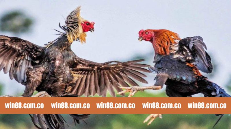 Đá Gà Thomo - Chiến Đấu Tranh Tài Kịch Tính Tại Win88 2 Tổng quan về bộ môn giải trí đá gà tại Win88