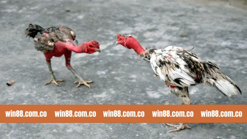 Win88 Bật Mí Top Các Loại Vảy Đá Gà Quý Nổi Tiếng 3 Top các loại vảy đá gà quý sư kê nên biết