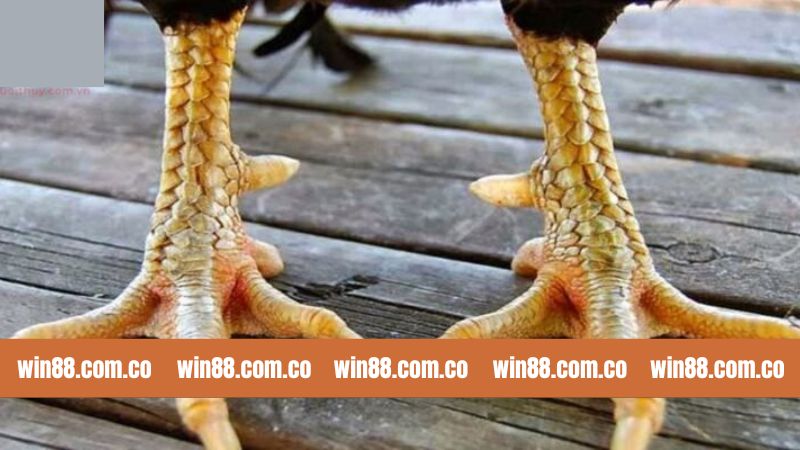 Win88 Bật Mí Top Các Loại Vảy Đá Gà Quý Nổi Tiếng 6 Win88 Bật Mí Top Các Loại Vảy Đá Gà Quý Nổi Tiếng
